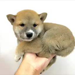 柴犬