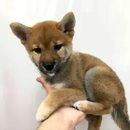 柴犬