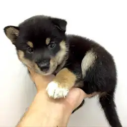 柴犬
