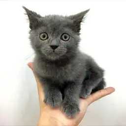 ブリティッシュショートヘア