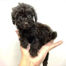 トイ・プードル