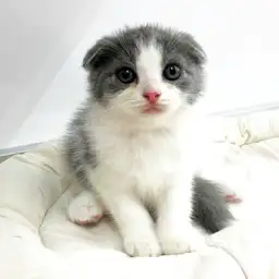 スコティッシュフォールド