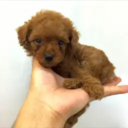 トイ・プードル