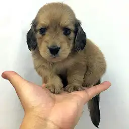 カニンヘン・ダックスフント