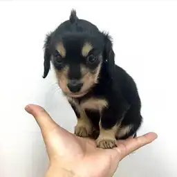 ミニチュア・ダックスフント