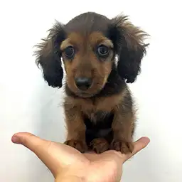 ミニチュア・ダックスフント