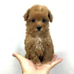 トイ・プードル