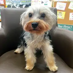 ヨークシャーテリア
