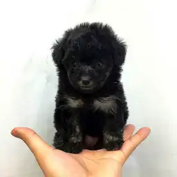 トイ・プードル