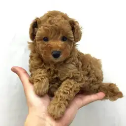 トイ・プードル