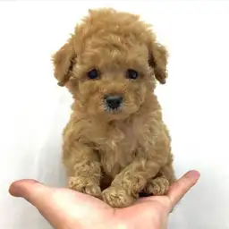 トイ・プードル