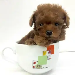 トイ・プードル