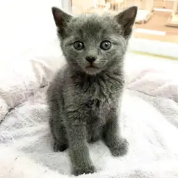 ロシアンブルー