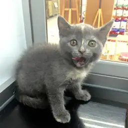 ブリティッシュショートヘア