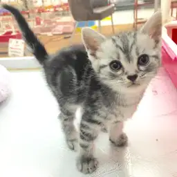 アメリカンショートヘア