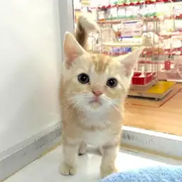 アメリカンショートヘア