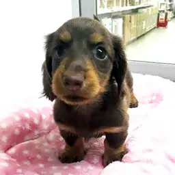 ミニチュア・ダックスフント