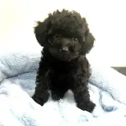 トイ・プードル