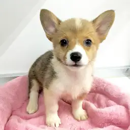 ウェルシュコーギーペンブローク