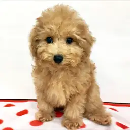 トイ・プードル