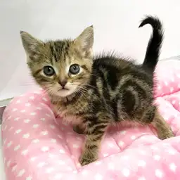 アメリカンショートヘア