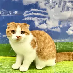 スコティッシュフォールド