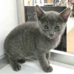 ロシアンブルー