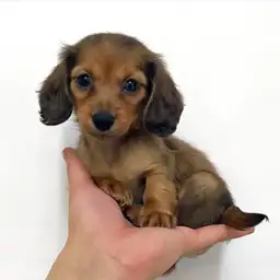 ミニチュア・ダックスフント