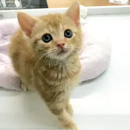 アメリカンショートヘア