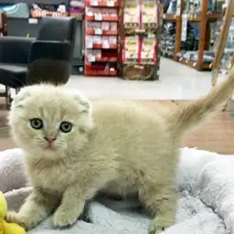 スコティッシュフォールド