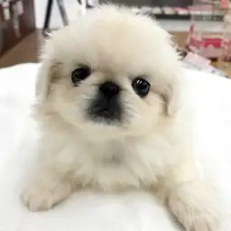 ペキニーズ