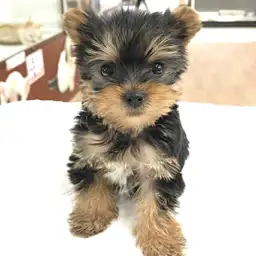 ヨークシャーテリア