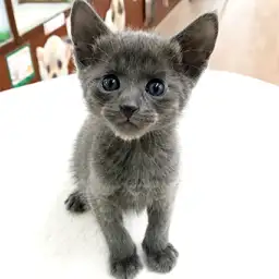 オリエンタルショートヘア