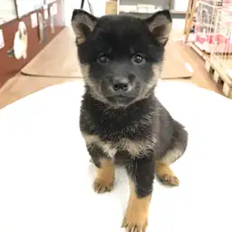 柴犬