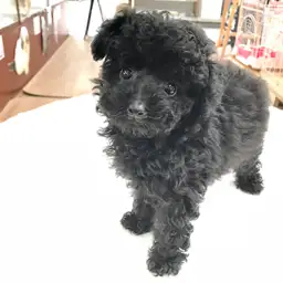 トイ・プードル