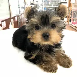 ヨークシャーテリア