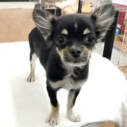チワワ