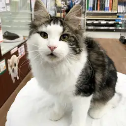 ノルウェージャンフォレストキャット