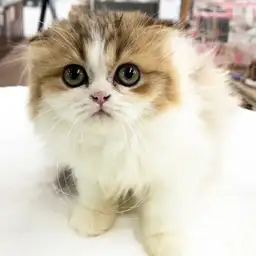 スコティッシュフォールド