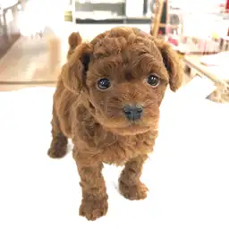 トイ・プードル