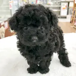 トイ・プードル