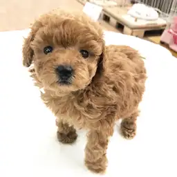 トイ・プードル