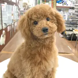 トイ・プードル