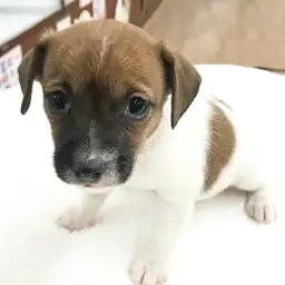 ジャックラッセルテリア