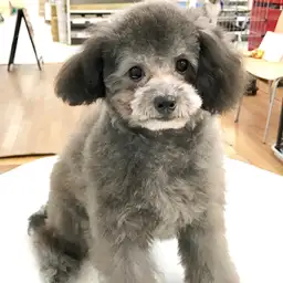トイ・プードル