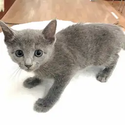 ロシアンブルー