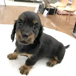 ミニチュア・ダックスフント