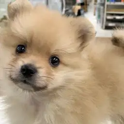 ポメラニアン