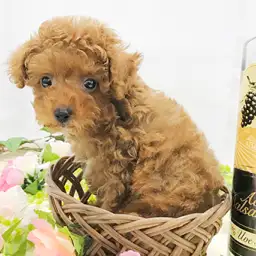 トイ・プードル