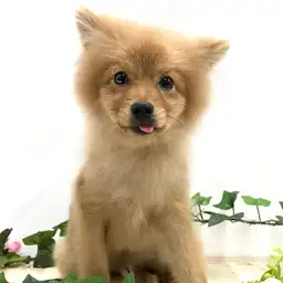 ポメラニアン